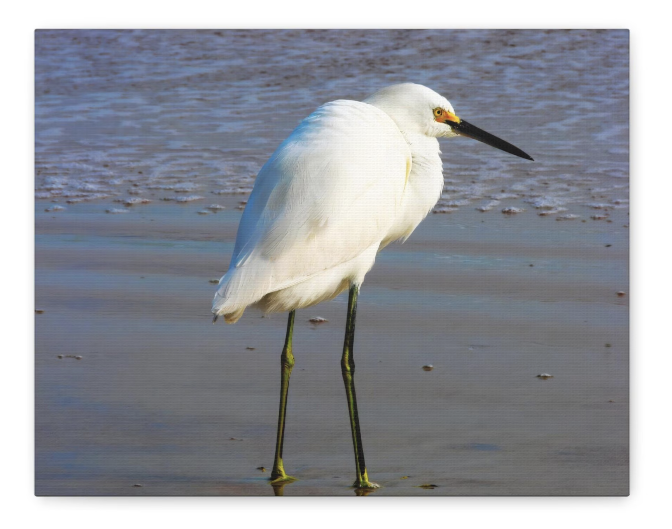 white sea bird photograph wall art canvas print